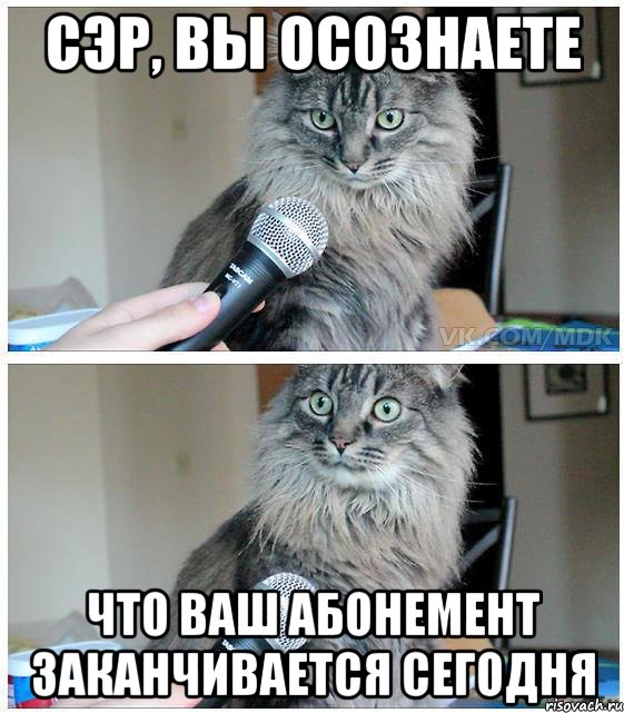 СЭР, ВЫ ОСОЗНАЕТЕ что ваш абонемент заканчивается сегодня, Комикс  кот с микрофоном