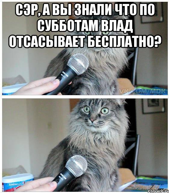 Сэр, А вы знали что по субботам влад отсасывает бесплатно? , Комикс  кот с микрофоном