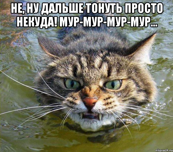 не, ну дальше тонуть просто некуда! Мур-мур-мур-мур... , Мем котэ