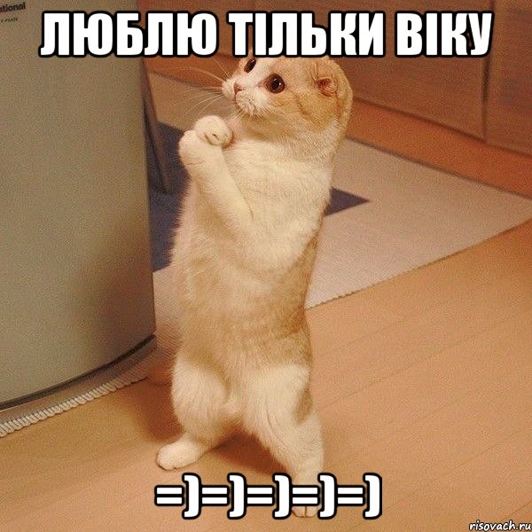 ЛЮБЛЮ ТІЛЬКИ ВІКУ =)=)=)=)=), Мем  котэ молится