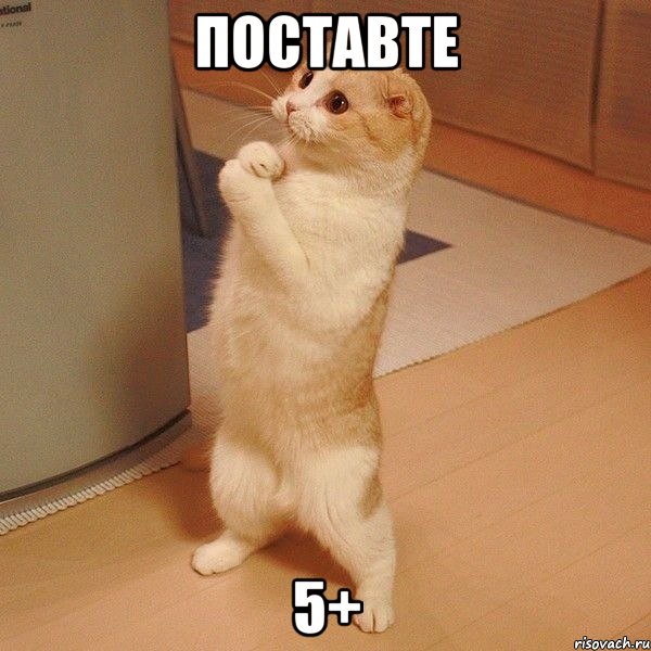 Поставте 5+, Мем  котэ молится