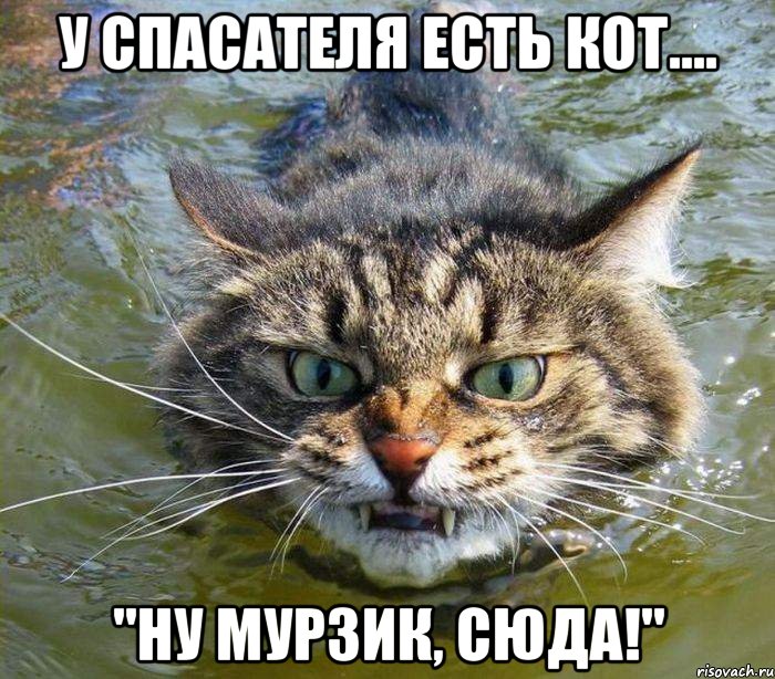 у спасателя есть кот.... "Ну Мурзик, сюда!", Мем котэ