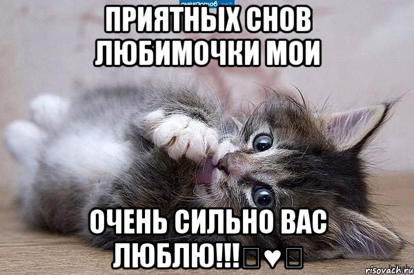 приятных снов любимочки мои очень Сильно вас люблю!!!♡♥♡, Мем  котенок