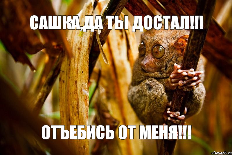 Сашка,да ты достал!!! отъебись от меня!!!, Комикс ленивец