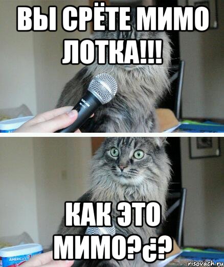 Кошка нагадила мимо. Кот гадит мимо лотка. Нагадил мимо лотка. Кошка насрала мимо лотка. Кот нагадил мимо лотка.