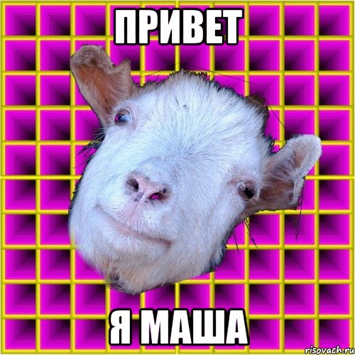 Привет я Маша, Мем типичная коза