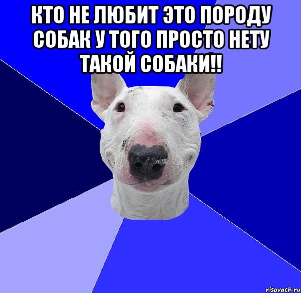 Кто не любит это породу собак У того просто нету такой собаки!! 