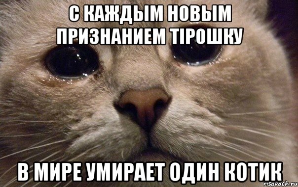 с каждым новым признанием Тірошку в мире умирает один котик, Мем   В мире грустит один котик