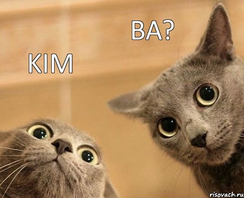 kim ba?, Комикс  2 кота