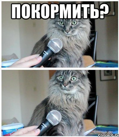 Покормить? , Комикс  кот с микрофоном