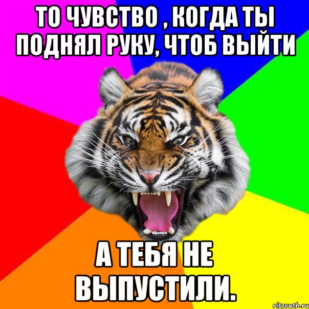 То чувство , когда ты поднял руку, чтоб выйти а тебя не выпустили., Мем  ДЕРЗКИЙ ТИГР