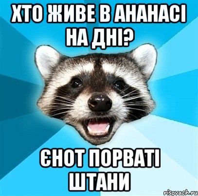 Хто живе в ананасі на дні? Єнот порваті штани, Мем Енот-Каламбурист