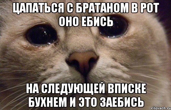 цапаться с братаном в рот оно ебись на следующей вписке бухнем и это заебись, Мем   В мире грустит один котик