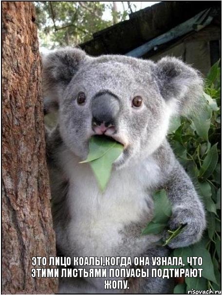 Это лицо коалы,когда она узнала, что этими листьями попуасы подтирают жопу., Комикс коала