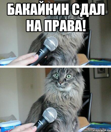 Бакайкин сдал на права! , Комикс  кот с микрофоном
