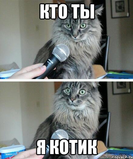 Кто ты Я котик, Комикс  кот с микрофоном