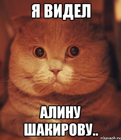 Я видел Алину Шакирову.., Мем  Кот который видел ужасные вещи