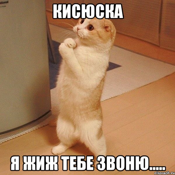 Кисюска Я жиж тебе звоню....., Мем  котэ молится