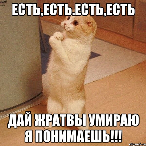 Есть,есть.есть,есть ДАЙ ЖРАТВЫ УМИРАЮ Я ПОНИМАЕШЬ!!!, Мем  котэ молится