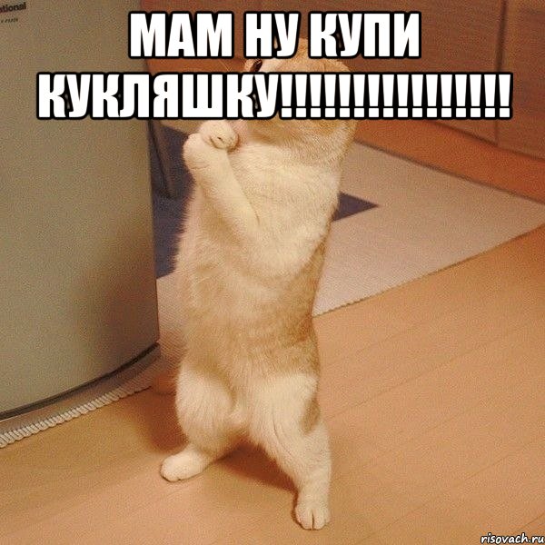 МАМ НУ КУПИ КУКЛЯШКУ!!!!!!!!!!!!!!!! , Мем  котэ молится