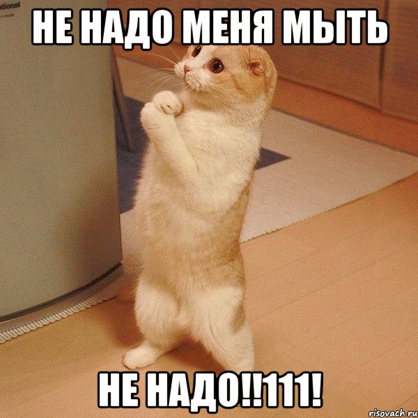 Не надо меня мыть НЕ НАДО!!111!, Мем  котэ молится