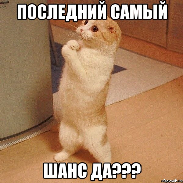 Последний самый шанс да???, Мем  котэ молится