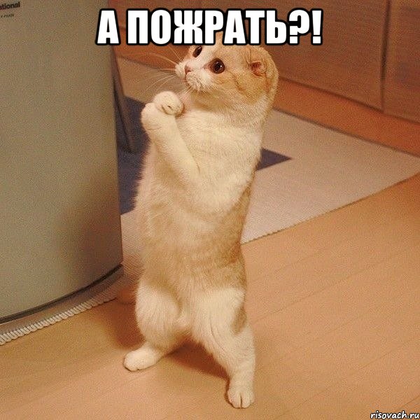 а пожрать?! , Мем  котэ молится