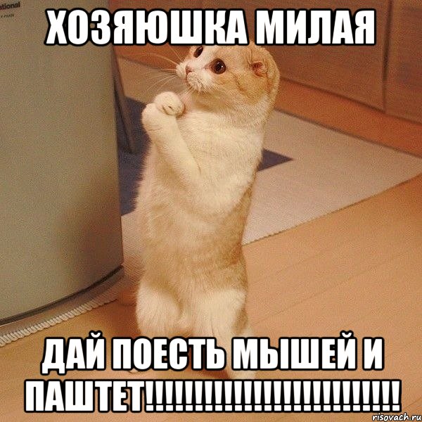 хозяюшка милая ДАЙ ПОЕСТЬ МЫШЕЙ И ПАШТЕТ!!!!!!!!!!!!!!!!!!!!!!!!!!, Мем  котэ молится