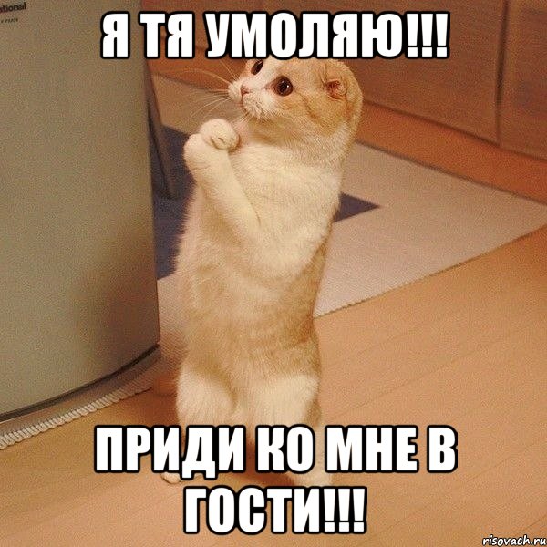 Я тя умоляю!!! Приди ко мне в гости!!!, Мем  котэ молится