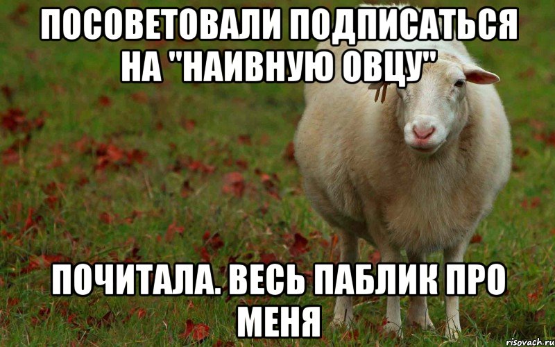 Наивность это. Наивная овца. Наивная овца мемы. Баран Мем. Шутки про наивность.