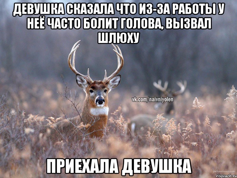 ДЕВУШКА СКАЗАЛА ЧТО ИЗ-ЗА РАБОТЫ У НЕЁ ЧАСТО БОЛИТ ГОЛОВА, ВЫЗВАЛ ШЛЮХУ ПРИЕХАЛА ДЕВУШКА, Мем   Наивный олень