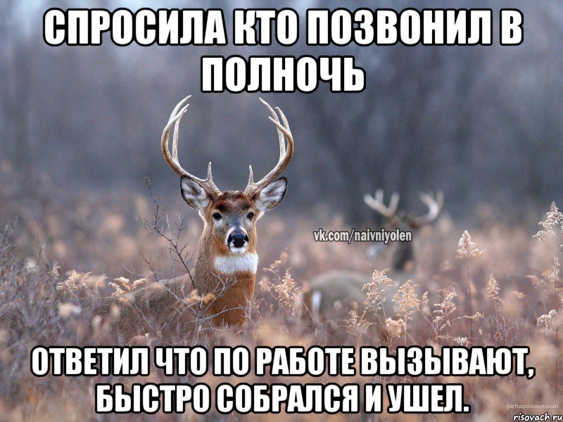 Спросила кто позвонил в полночь Ответил что по работе вызывают, быстро собрался и ушел., Мем   Наивный олень