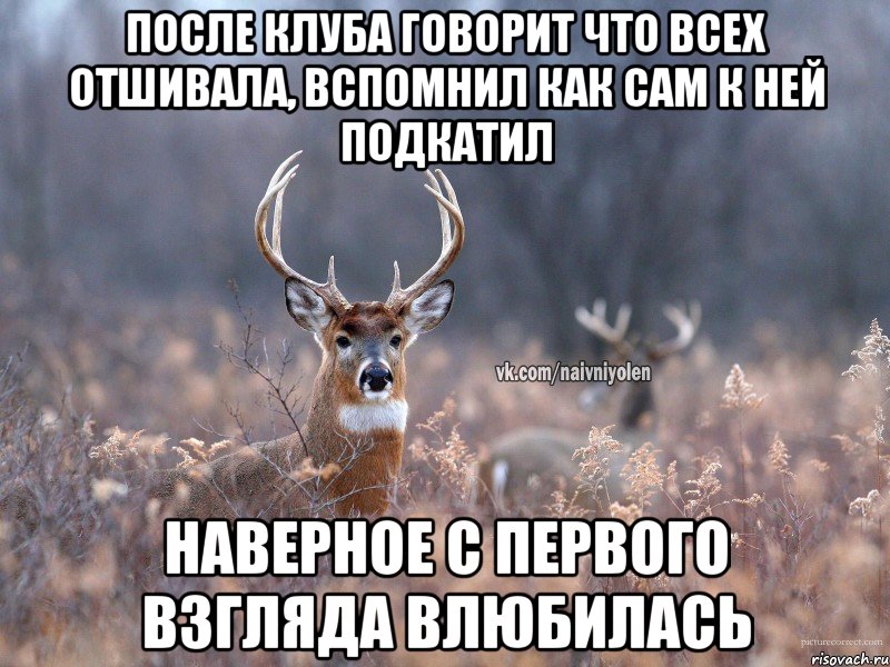 после клуба говорит что всех отшивала, вспомнил как сам к ней подкатил наверное с первого взгляда влюбилась, Мем   Наивный олень