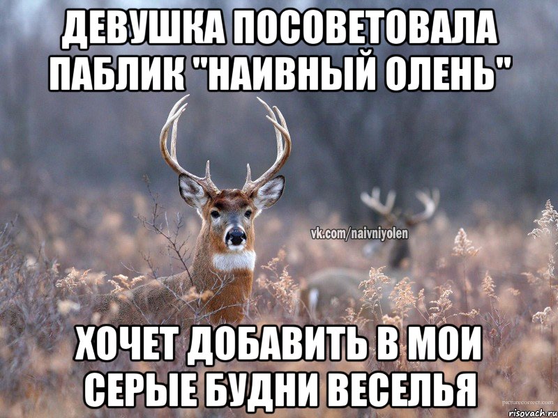 девушка посоветовала паблик "наивный олень" хочет добавить в мои серые будни веселья