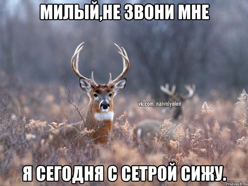 Милый,не звони мне Я сегодня с сетрой сижу.