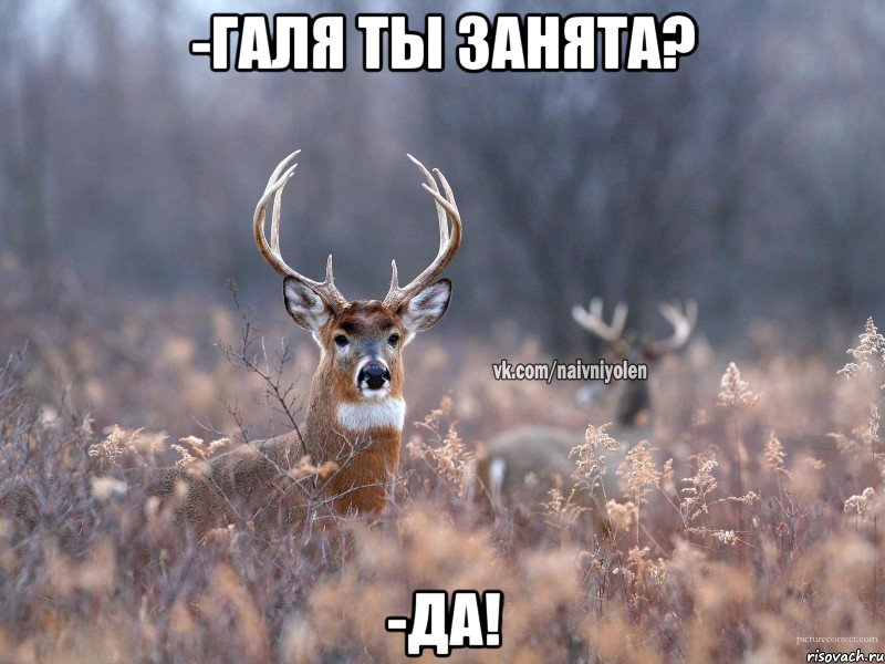 -Галя ты занята? -Да!