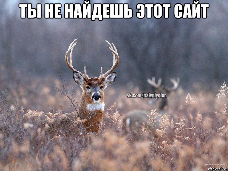 Ты не найдешь этот сайт 