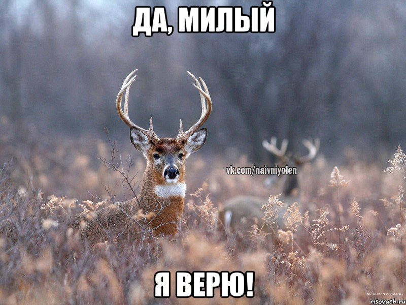 Да, милый Я верю!, Мем   Наивный олень