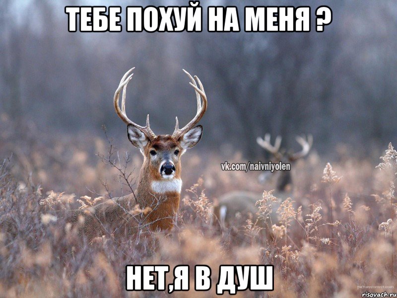 Тебе похуй на меня ? Нет,я в душ, Мем   Наивный олень