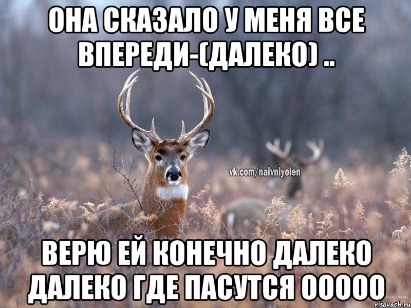 Она сказало у меня все впереди-(далеко) .. Верю ей конечно Далеко далеко где пасутся ООоОО, Мем   Наивный олень