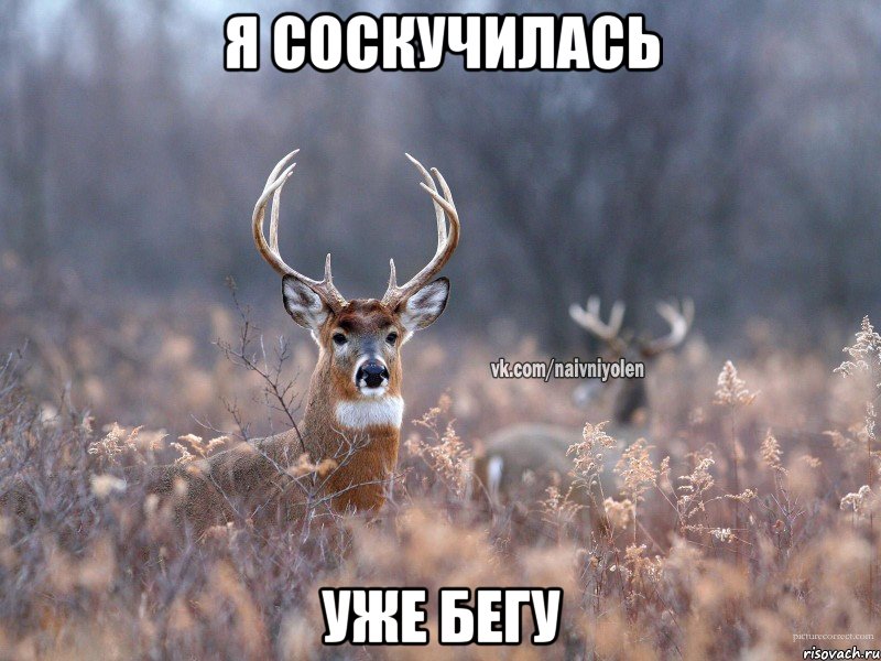 Я соскучилась Уже бегу