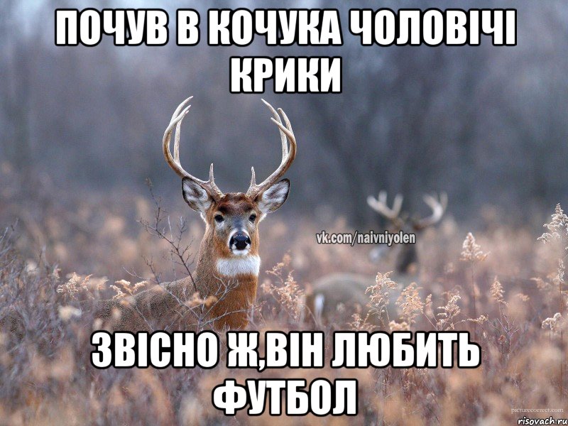 Почув в Кочука чоловічі крики Звісно ж,він любить футбол, Мем   Наивный олень