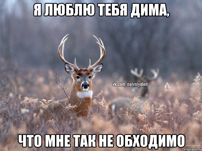 я люблю тебя Дима, что мне так не обходимо