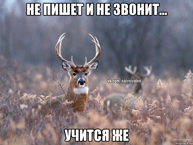 Не пишет и не звонит... Учится же