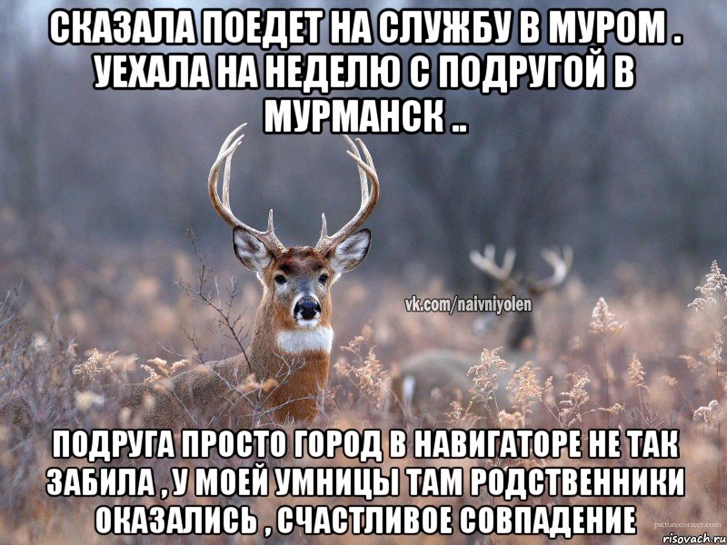 Сказала поедет на службу в Муром . Уехала на неделю с подругой в Мурманск .. Подруга просто город в навигаторе не так забила , у моей умницы там родственники оказались , счастливое совпадение, Мем   Наивный олень