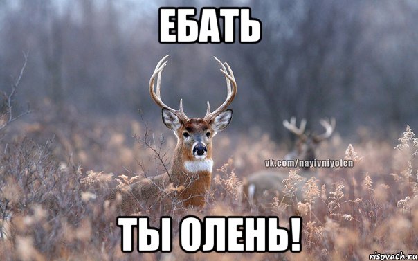 Ебать Ты олень!