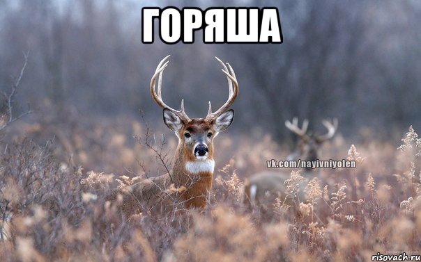 Горяша 