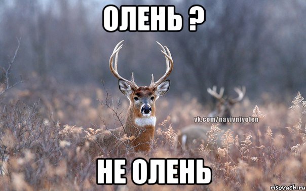 олень ? не олень