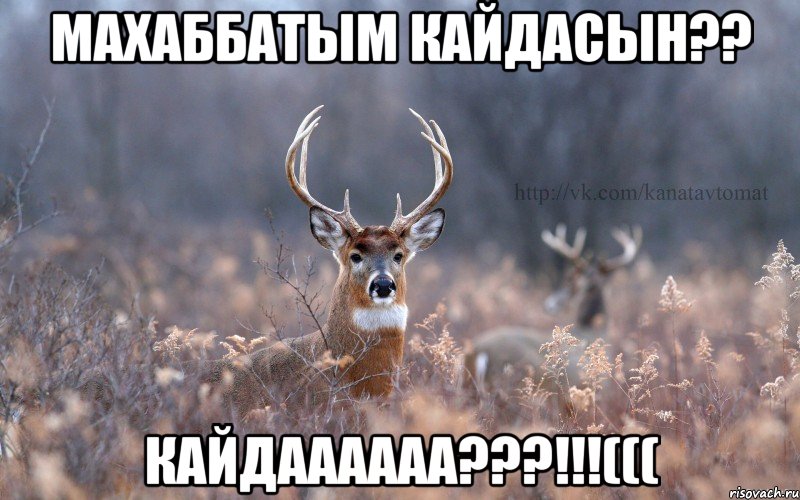 Махаббатым кайдасын?? Кайдаааааа???!!!(((