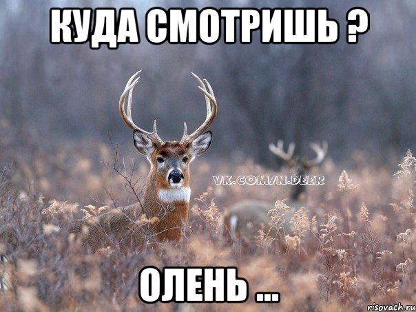 Куда смотришь ? Олень ...